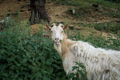 Portrait of a sheep on a field