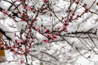 Low angle view of flowering tree during winter