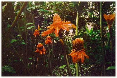 Close-up of orange flower plants