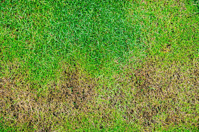 Full frame shot of green field