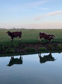 Horses in a lake