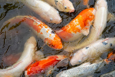 High angle view of koi carps swimming in pond