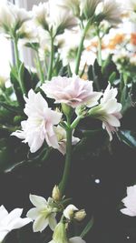 Close-up of white flowers