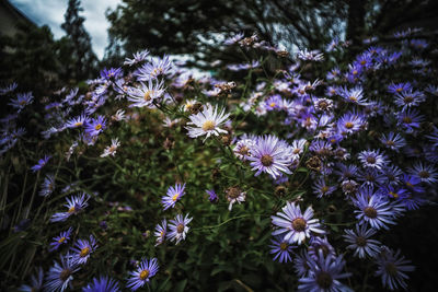 Close-up of purple flowers