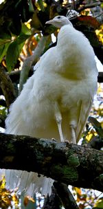 Close-up of bird perching on a tree