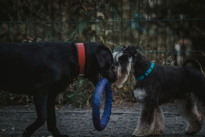 Dogs standing on field