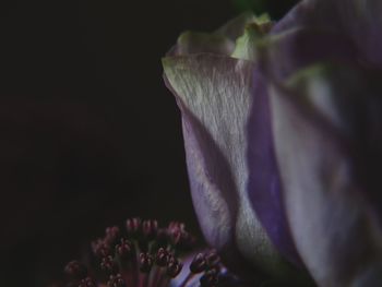 Close-up of flowers