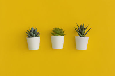 Close-up of potted plant against yellow background