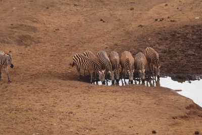 Zebras drinking water 
