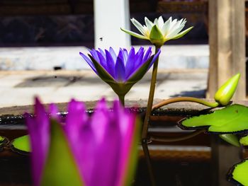 Close-up of lotus water lily