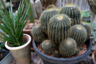 High angle view of succulent plant in pot