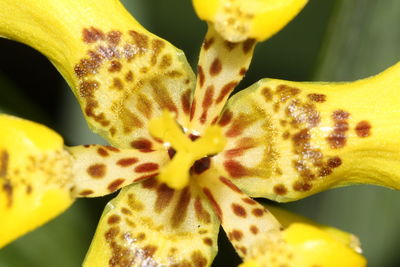 Close-up of yellow flower