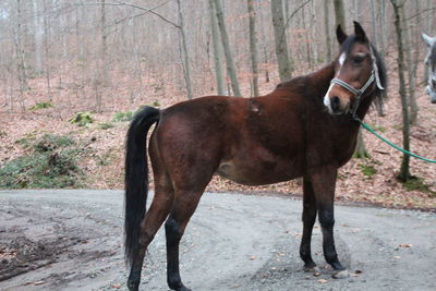 Horse standing on footpath