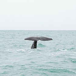 Sperm whale swimming in sea against clear sky