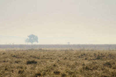 Scenic view of field against clear sky