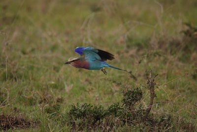 Close-up of bird perching on grass