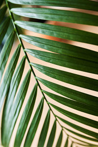 Close-up of a beautiful fern leaf on the background of a home interior.