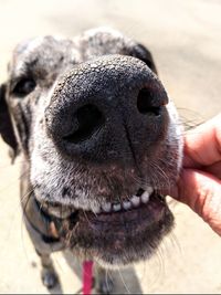 Close-up of a dog