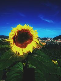 Close-up of sunflower blooming on field against sky