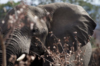 View of two horses on field