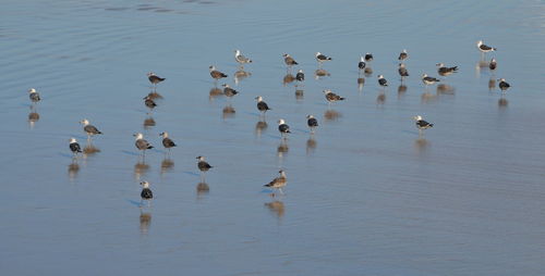 High angle view of birds in lake