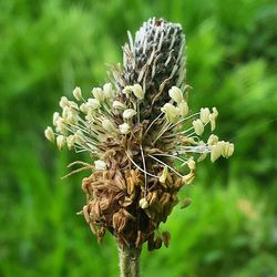 Close-up of flowers