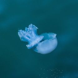 Close-up of jellyfish swimming in water