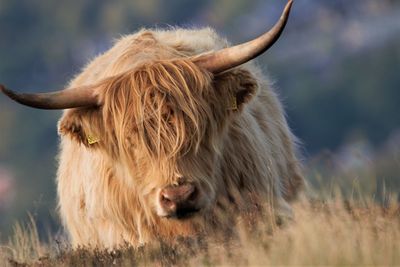 View of a highland cow on field