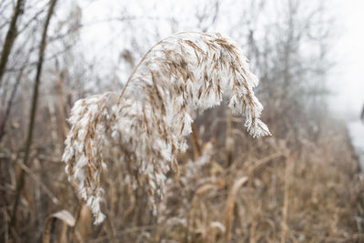 Close-up of dog on field during winter