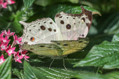 Close-up of butterfly pollinating on flower