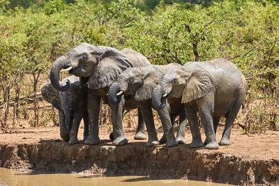 Herd of african elephants drinking at a waterhole