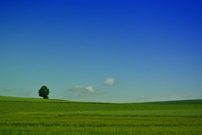 Scenic view of field against clear blue sky