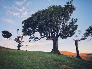 Trees on field against sky