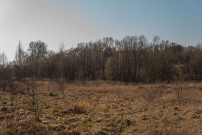 Trees on field against clear sky