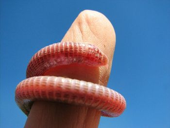Cropped finger with worm against clear blue sky