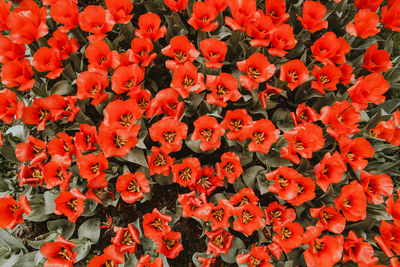 High angle view of red flowering plants