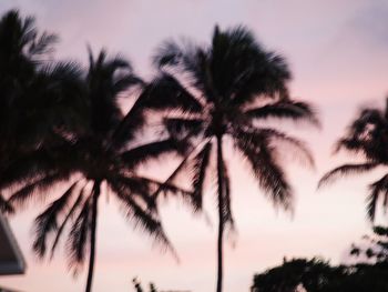 Low angle view of palm trees against clear sky