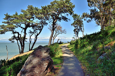 Road amidst trees and sea against sky