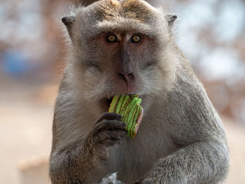 Close-up of monkey eating food