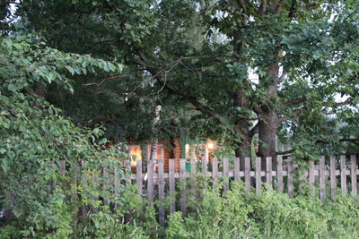 Trees growing on wall