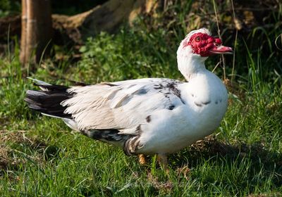 Close-up of a bird on field