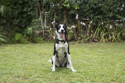 Portrait of a dog