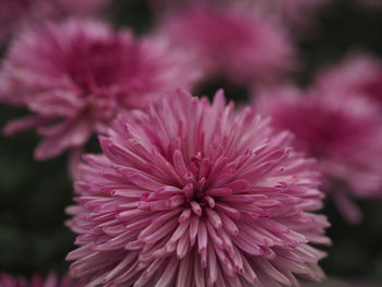 Close-up of pink dahlia