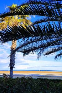 Palm tree by sea against sky