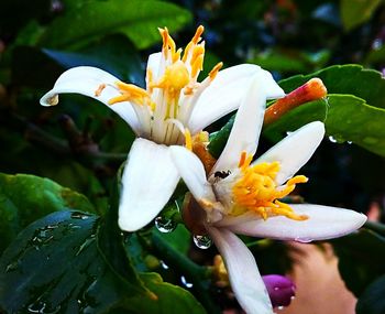 Close-up of wet flowering plant