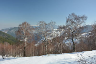 Trees on snow covered land against sky