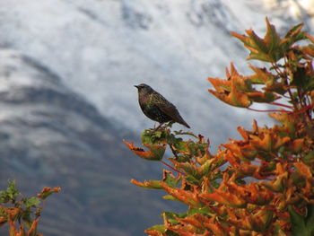 Low angle view of starling perching on autumn plant