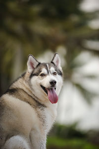 Close-up of dog sticking out tongue outdoors