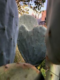 Close-up of cactus statue