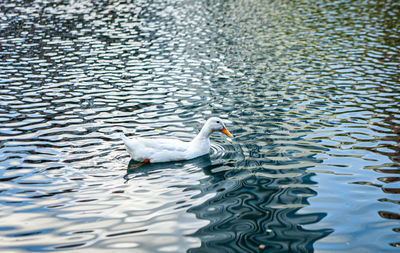 Duck swimming in lake